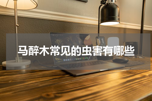 马醉木常见的虫害有哪些