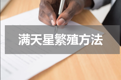 满天星繁殖方法