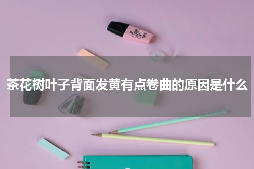 茶花树叶子背面发黄有点卷曲的原因是什么