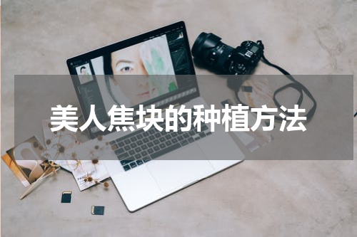 美人焦块的种植方法