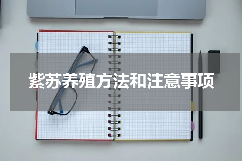紫苏养殖方法和注意事项
