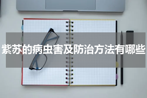 紫苏的病虫害及防治方法有哪些