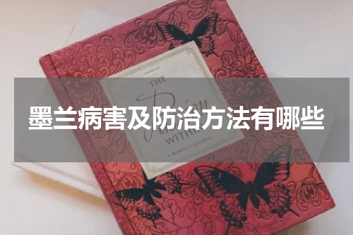 墨兰病害及防治方法有哪些