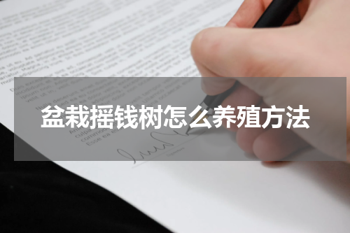 盆栽摇钱树怎么养殖方法