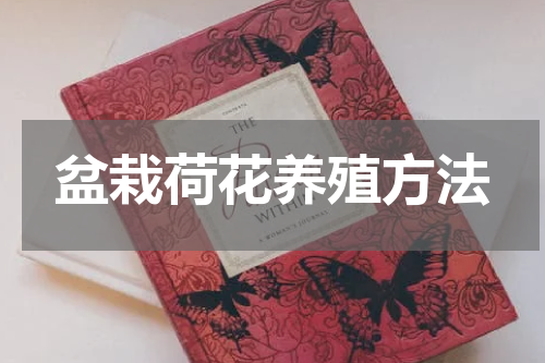 盆栽荷花养殖方法