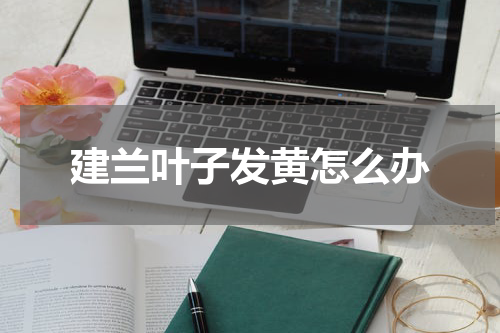 建兰叶子发黄怎么办