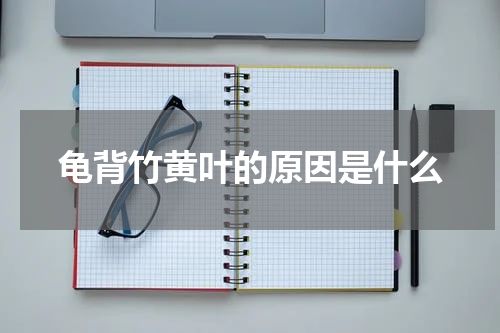 龟背竹黄叶的原因是什么