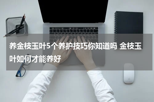 养金枝玉叶5个养护技巧你知道吗 金枝玉叶如何才能养好