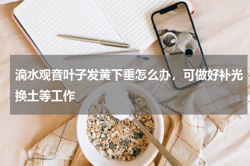 滴水观音叶子发黄下垂怎么办，可做好补光换土等工作