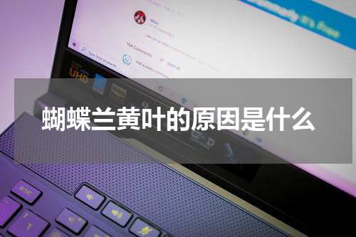 蝴蝶兰黄叶的原因是什么